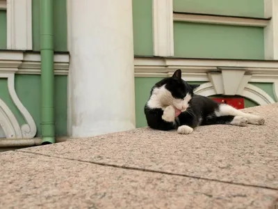 Как коты стали символом Петербурга и Эрмитажа - Узнай Россию
