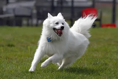 Американская эскимосская собака: облачный шпиц, готовый подружиться со всем  миром | Пёсико | Дзен