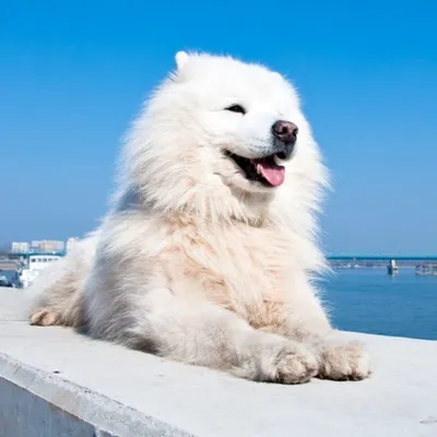 Канадская эскимосская собака | Пикабу