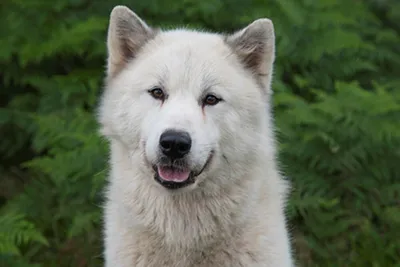Американская эскимосская собака Стоковое Фото - изображение насчитывающей  женщина, счастливо: 57183066