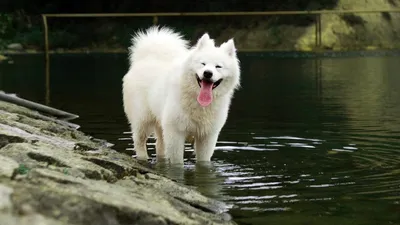 Канадская эскимосская собака: исчезающая порода арктических ездовых собак |  Пёсико | Дзен