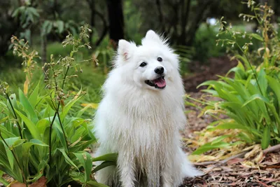 Лучшие фото (40 000+) по запросу «Американская Эскимосская Собака» ·  Скачивайте совершенно бесплатно · Стоковые фото Pexels