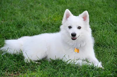 Собаки породы Американский эскимосский шпиц (Американская эскимосская собака)  - ICA.DOG
