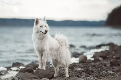 Американская эскимосская собака - онлайн-пазл