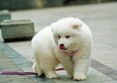 Ухаживаем за белой шерсткой: нюансы заботы и содержания американской  эскимосской собаки | Doge - все о собаках | Дзен