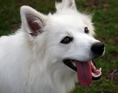 Американская эскимосская собака - Догси Журнал