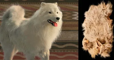 Animals - Американская эскимосская собака, 3DANL_12908 | 3D модель для ЧПУ  станка