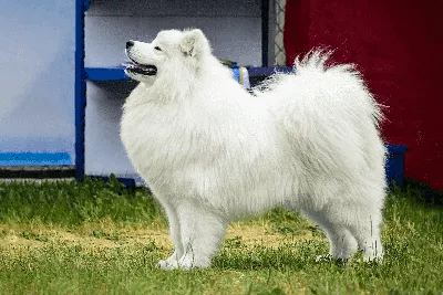 Американская эскимосская собака, Природа 3D модель для ЧПУ: STL / MAX (obj)