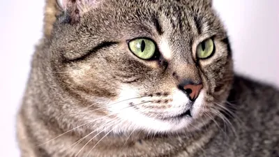 Европейская #короткошерстная #кошка - описание породы - YouTube
