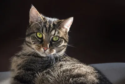 Европейская короткошерстная кошка – описание породы и характера | Hill's