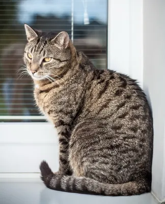 Европейский гладкошерстный кот - картинки и фото koshka.top
