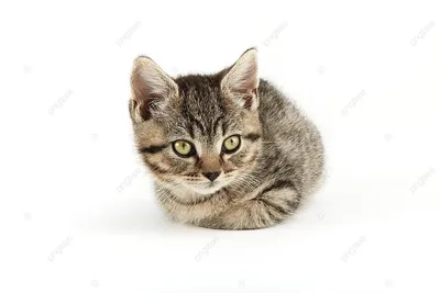 Европейская короткошерстная кошка | DogCatFan - всё про собак и кошек | Дзен