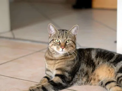 черно-белый европейский короткошерстный кот с оранжевыми глазами Стоковое  Изображение - изображение насчитывающей отечественно, сторона: 216625679