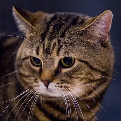 Европейская короткошерстная кошка 🐈 (Кельтская кошка): стандарты породы,  внешность, содержание