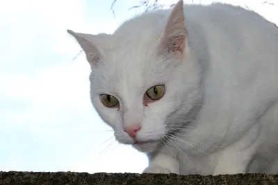 Европейская короткошерстная кошка - картинки и фото koshka.top