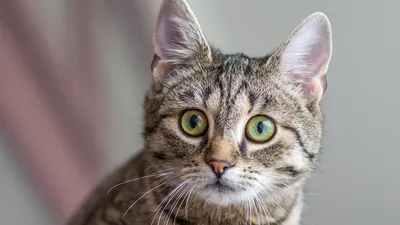 Европейская короткошерстная кошка: все о кошке, фото, описание породы,  характер, цена