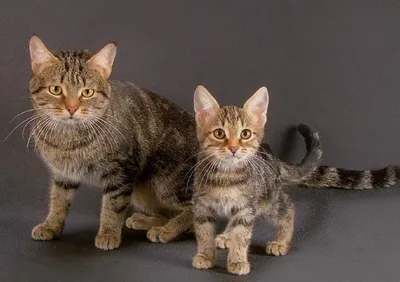 Европейский короткошерстный кот | Пикабу