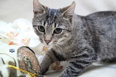 Маленький Серый Полосатый Европейский Короткошерстный Кот — стоковые  фотографии и другие картинки Американская короткошёрстная кошка - iStock