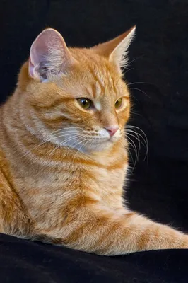 Европейская короткошерстная кошка рыжая - 65 фото