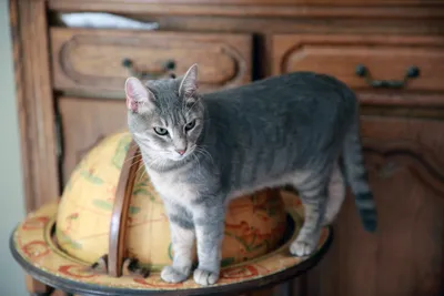 Европейская короткошерстная кошка: фото, описание породы