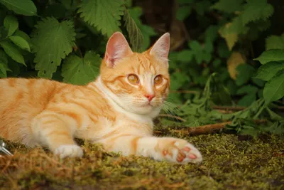 Крупный план европейского короткошерстного кота, 9 месяцев стоковое фото  ©lifeonwhite 10903536