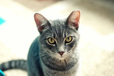 Из грязи – в князи» | 5 пород кошек, выведенных из обычных дворняжек -  Питомцы Mail.ru
