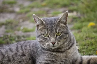 Кельтская (Европейская короткошерстная) - описание породы кошек: характер,  особенности поведения, размер, отзывы и фото - Питомцы Mail.ru