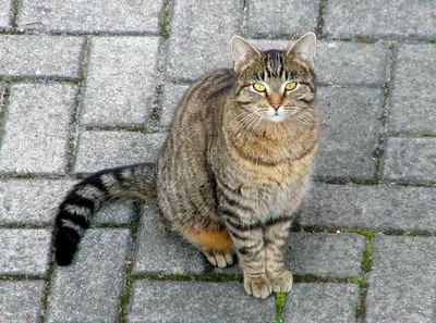 европейский кот на коротком фоне Стоковое Фото - изображение насчитывающей  больш, отечественно: 225473772