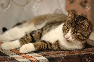 Европейская кошка на фото: нежность и грация | Европейская кошка Фото  №22381 скачать