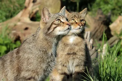 Ответ на пост «Европейский лесной кот» | Пикабу