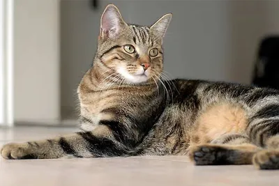 Европейская короткошерстная кошка получила статус национального символа  Финляндии - KP.RU