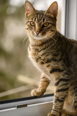Европейская короткошерстная кошка | Tvaryny