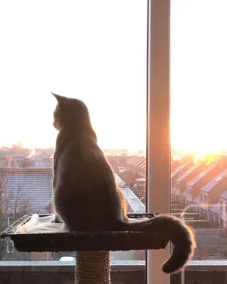 Европейская дикая лесная кошка | Пикабу