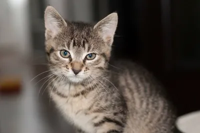 Европейская короткошерстная кошка: все о кошке, фото, описание породы,  характер, цена
