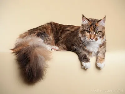 Кот породы европейская кошка сидит …» — создано в Шедевруме