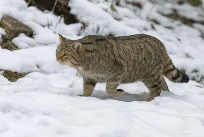 Европейский лесной кот - животное уходящего 2020 года в Швейцарии! | Пикабу