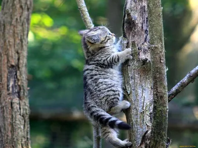 Лесной европейский кот: описание, характер, среда обитания и образ жизни,  фото