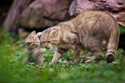 Шотландская лесная кошка - картинки и фото koshka.top
