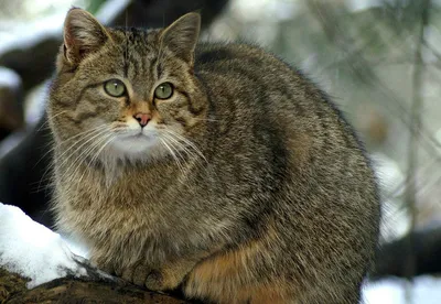Европейский лесной кот | Пикабу
