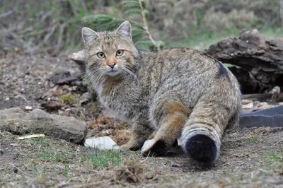 Европейский дикий лесной кот: описание характера и внешности степной кошки,  фото дальневосточного питомца, уход и содержание