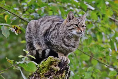 Сибирский дикий лесной кот - картинки и фото koshka.top