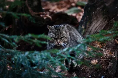 Кот лесной (Кот европейский) - Felis silvestris
