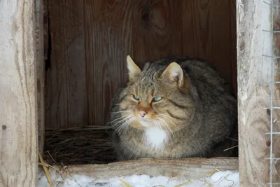 Европейский лесной кот - опасный хищник. | Кошки. Милые и беспощадные | Дзен