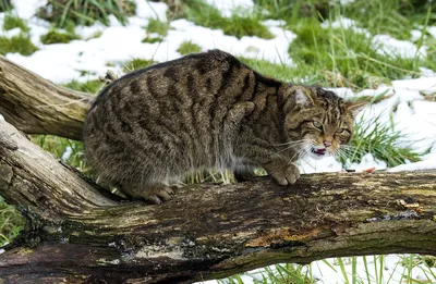 Алфавитный определитель животных / Животные на букву «Л» / Лесной кот,  лесная кошка, дикая кошка, европейская кошка, европейский кот, дикий кот  (Felis silvestris)