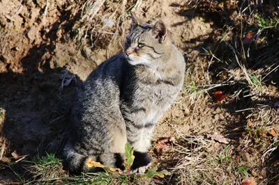 Европейский дикий лесной кот - картинки и фото koshka.top