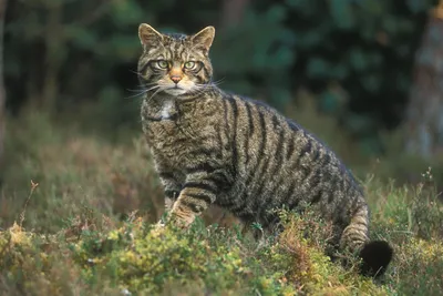 Кот лесной (Кот европейский) - Felis silvestris