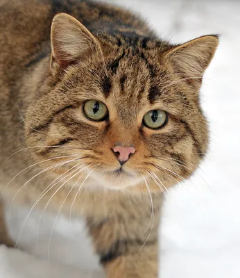Среднеевропейский лесной кот — Википедия