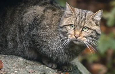 10 интересных фактов из жизни европейского лесного кота | Приключения  натуралиста | Дзен