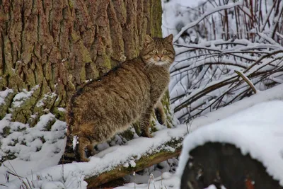 Европейская дикая лесная кошка - картинки и фото koshka.top