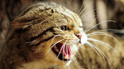 Учёные засомневались: так вернулся ли лесной кот в Беларуси или просто мимо  проходил? | greenbelarus.info